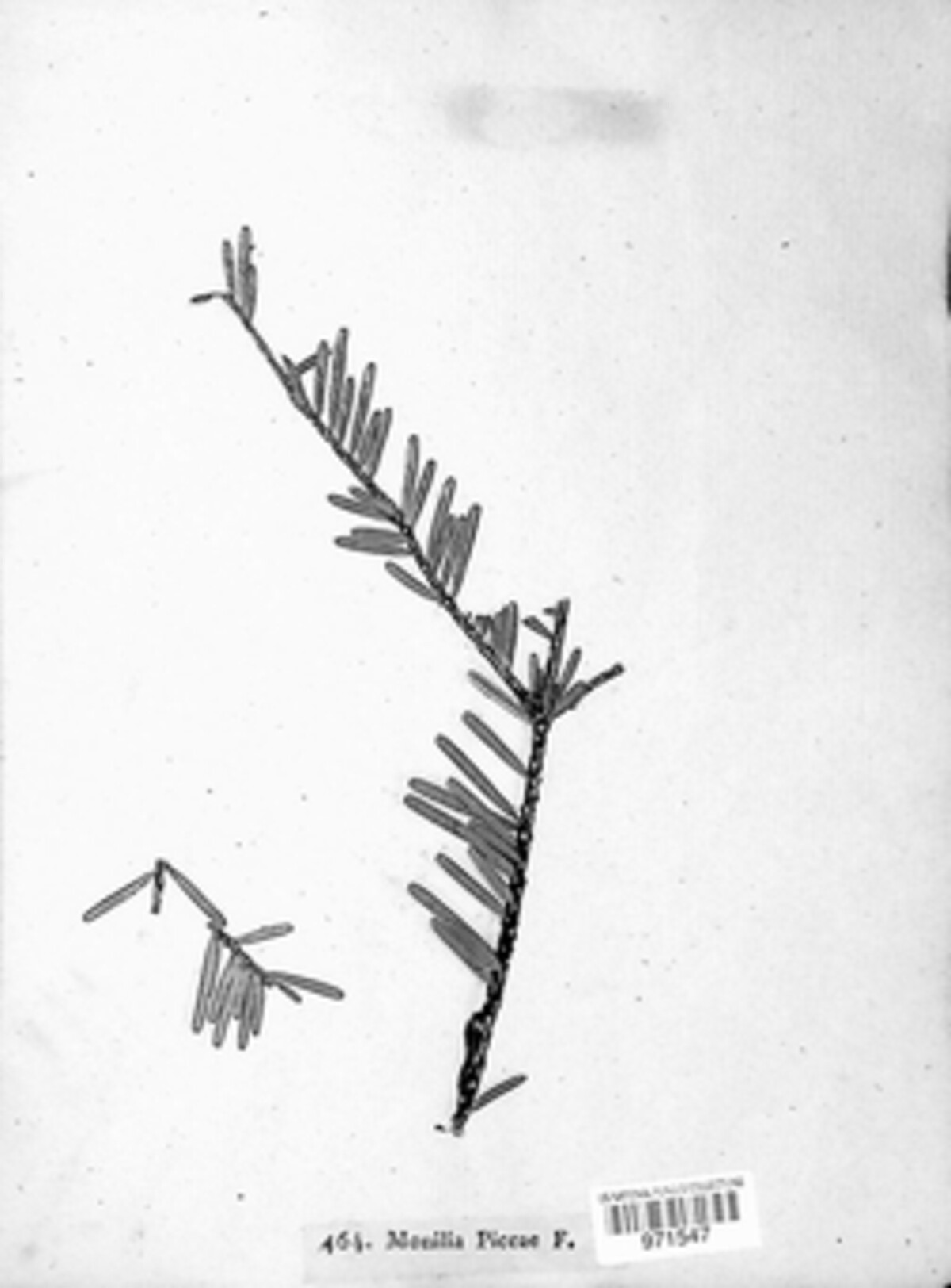 Hyphosoma piceae image
